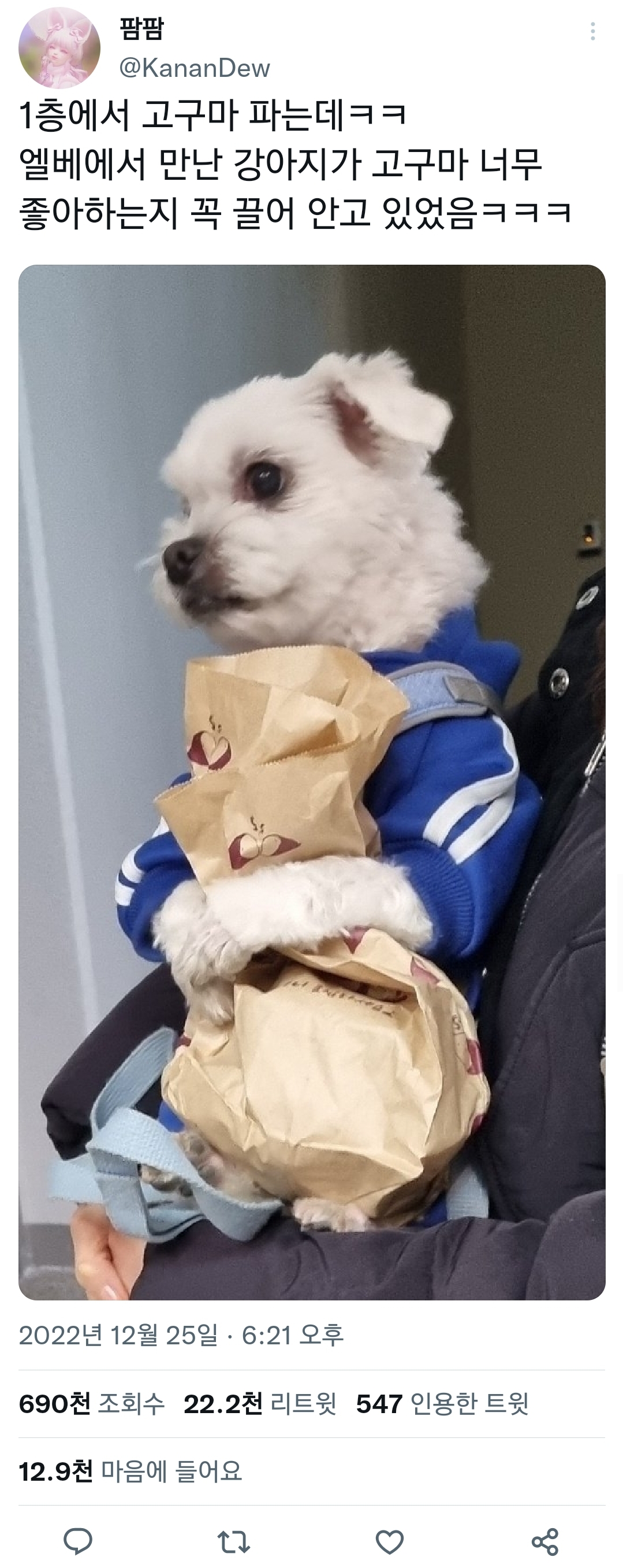엘베에서 만난 고구마 꼭 껴안은 강아지.twt | 인스티즈