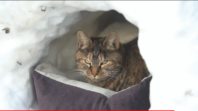 눈으로 집 만들어줬는데 갑자기 싸우는 하하하네 고양이들.gif | 인스티즈