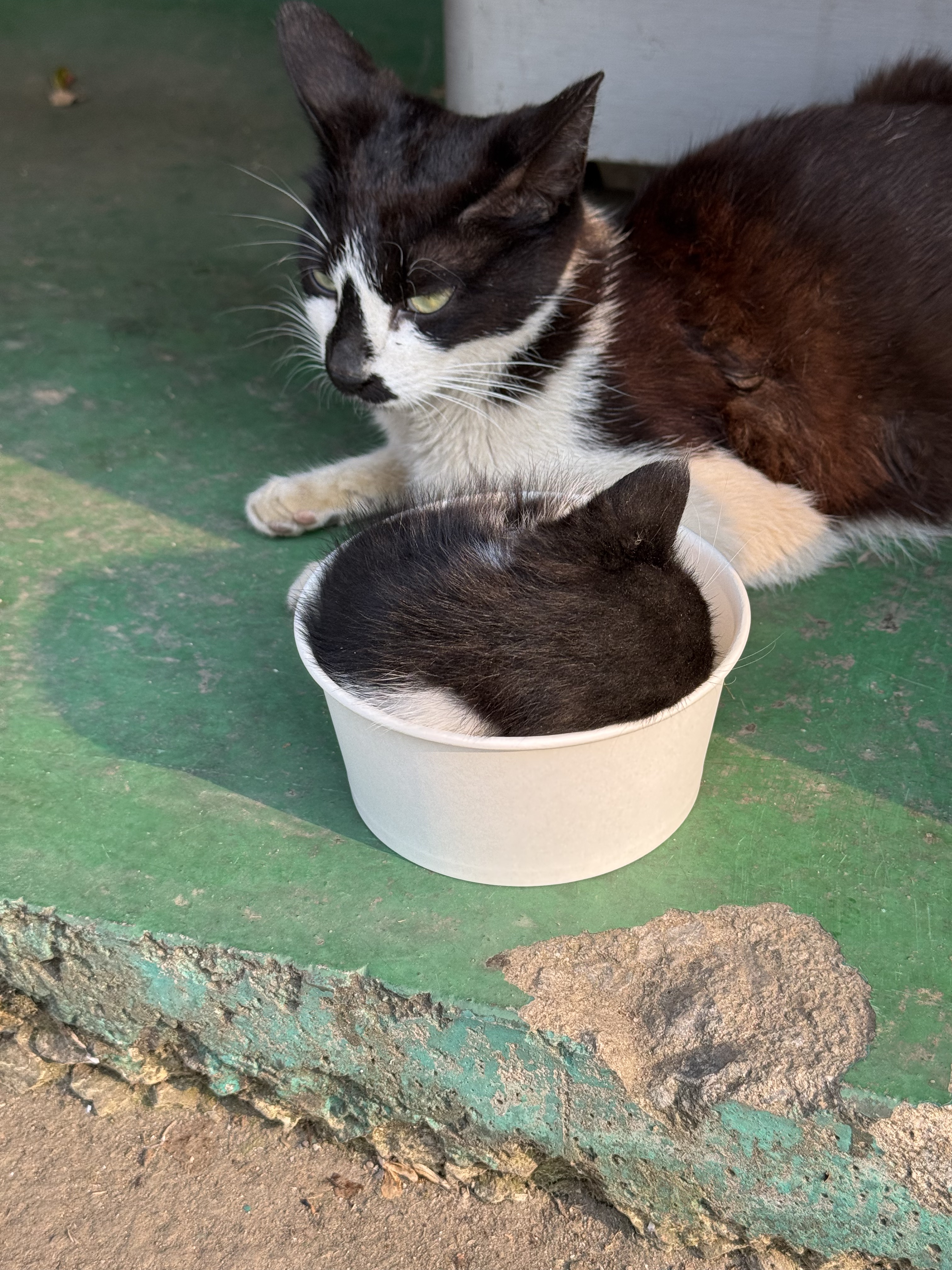 공장 고양 낳았는데 이거 봐... | 인스티즈
