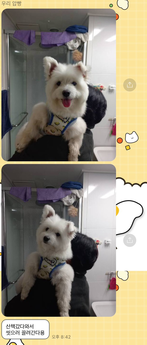 [강아지] 아빠가 보내주는 강아지 사진이 좋은 이유 | 인스티즈