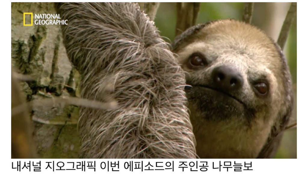 나무늘보 미워하지 않았으면 좋겠는 이유.jpg | 인스티즈