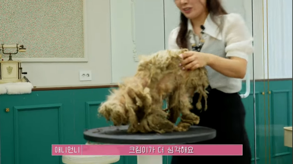 산속 구조된 누더기푸들의 충격적인 미용 과정 | 인스티즈
