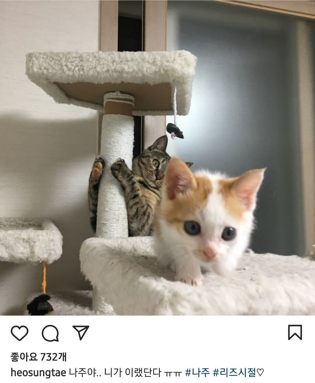 배우 허성태네 고양이들 | 인스티즈