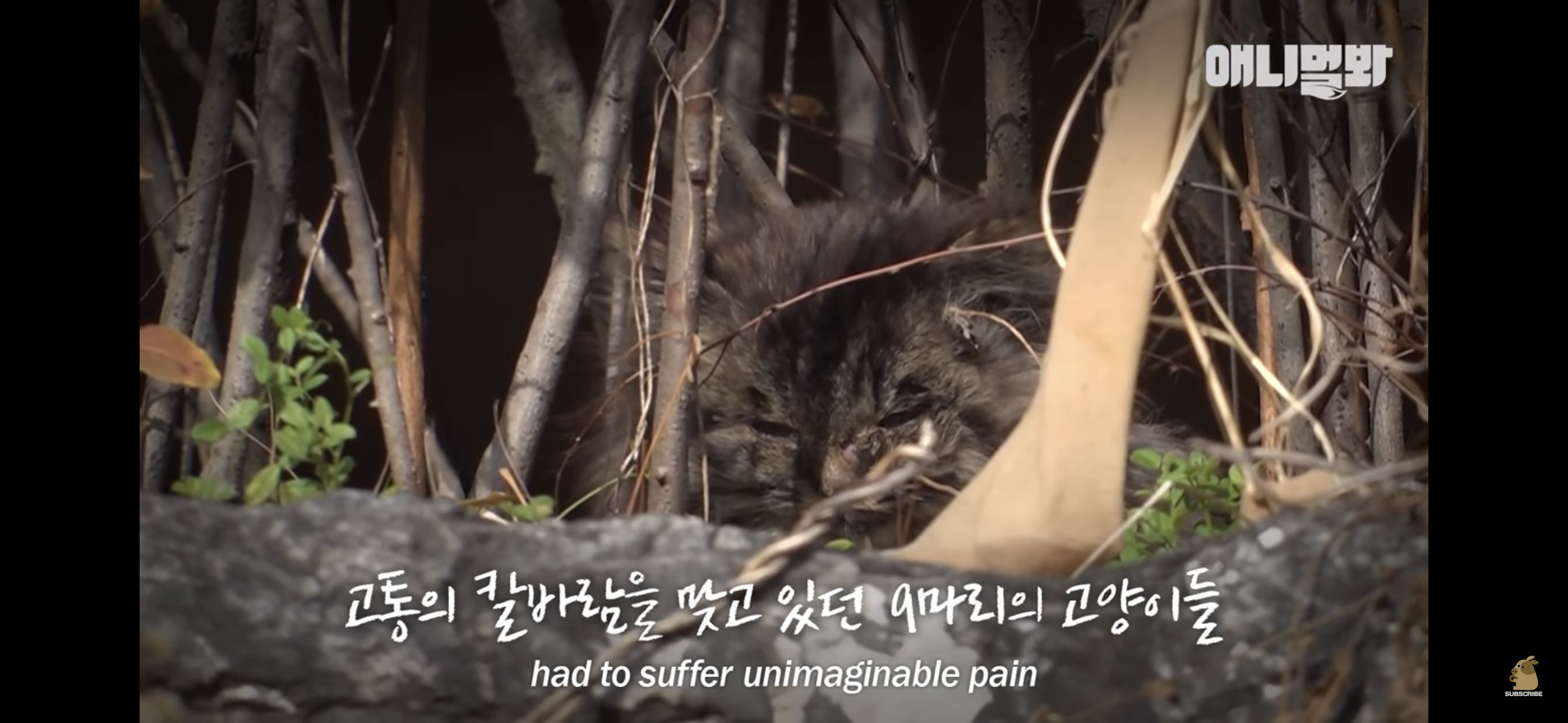 경기도 김포시 마송 휴먼시아 10단지 아파트내에 집단으로 유기된 노르웨이숲 고양이 | 인스티즈