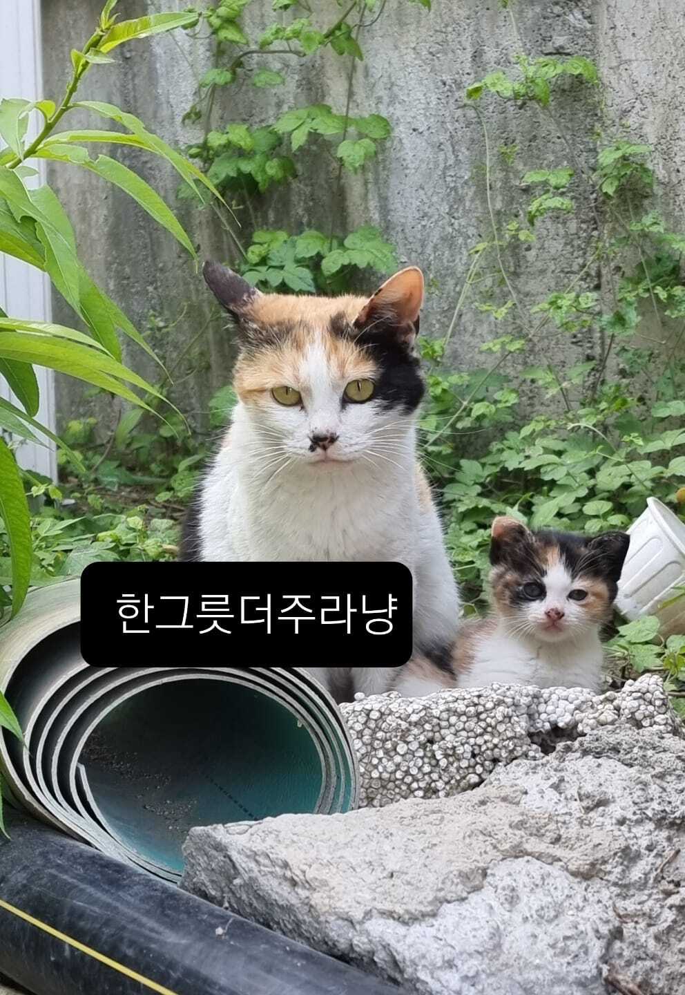 밥 챙겨주던 길냥이가 있었는데 오늘 아침 지랑 똑닮은 아깽이 데려왔어 | 인스티즈