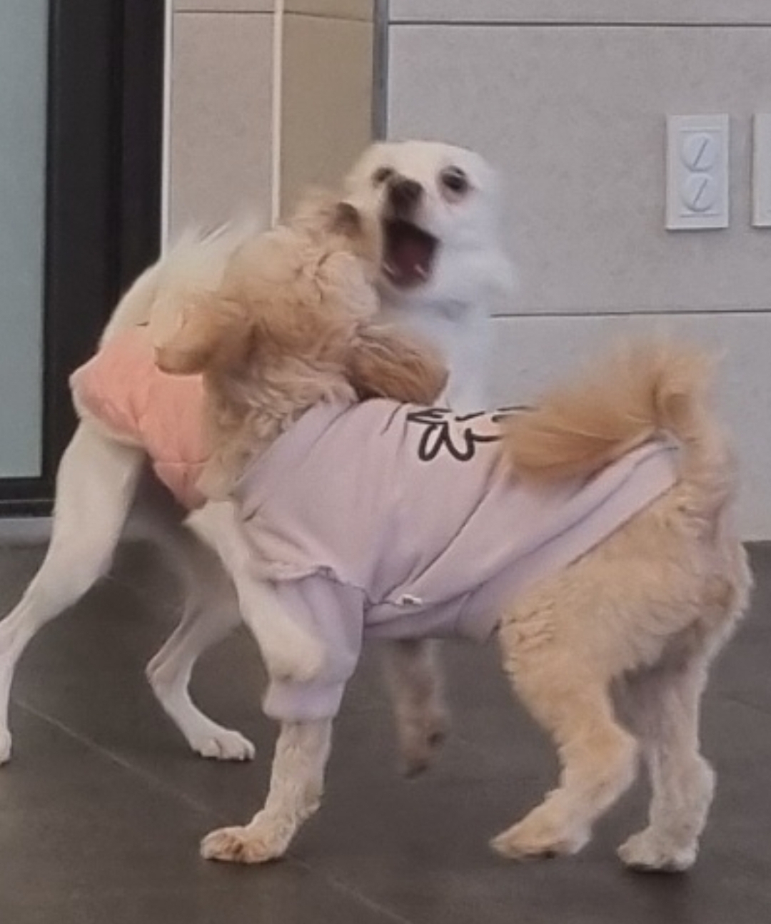 인간인 나보다 표정이 다양한 강쥐.. | 인스티즈