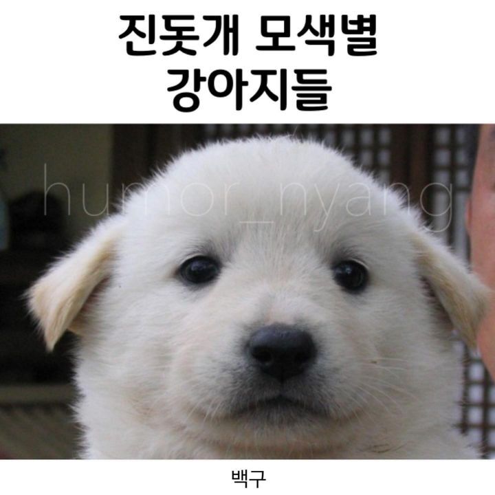 진돗개 모색별 아기때 생김새 | 인스티즈