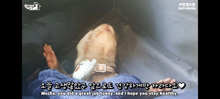 의사 선생님 품이 너무 좋은 아기수달 (아기수달 생애 첫 건강검진) | 인스티즈