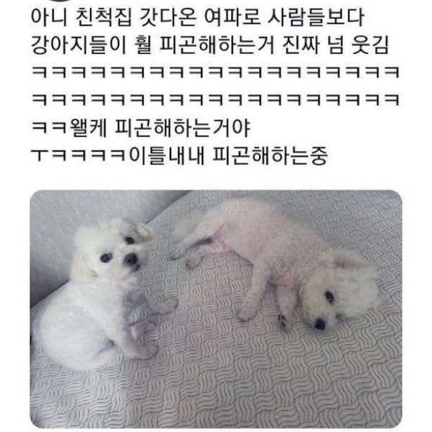수달은 새끼를 낳으면 이곳저곳 돌아다니며 자랑하는 습성이 있습니다 | 인스티즈