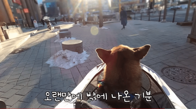 댕카 타고 지하철 타는 댕댕이.gif | 인스티즈