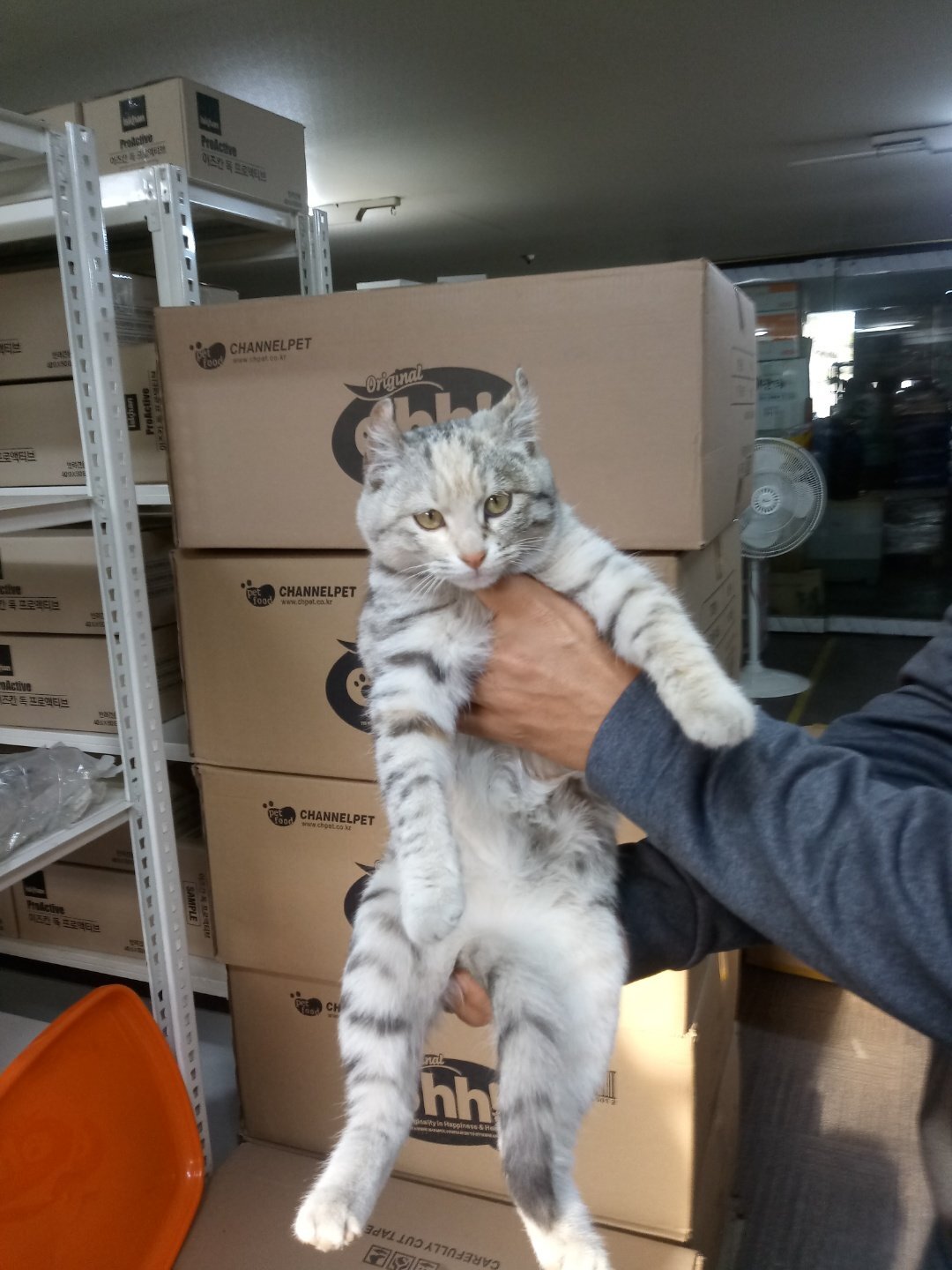 귀가 진짜 토끼같은 트위터 고양이.jpg | 인스티즈