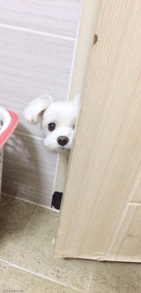 댕댕이 있는 집에서 화장실 가면 생기는 일.jpg | 인스티즈