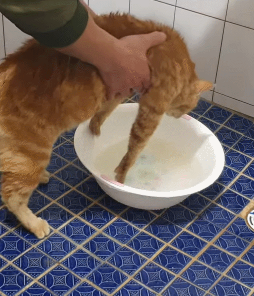 고양이들 태어났을때부터 케어하면 다 매탈남네 고양이처럼 싫어하는게 없는지 궁금한 달글 | 인스티즈