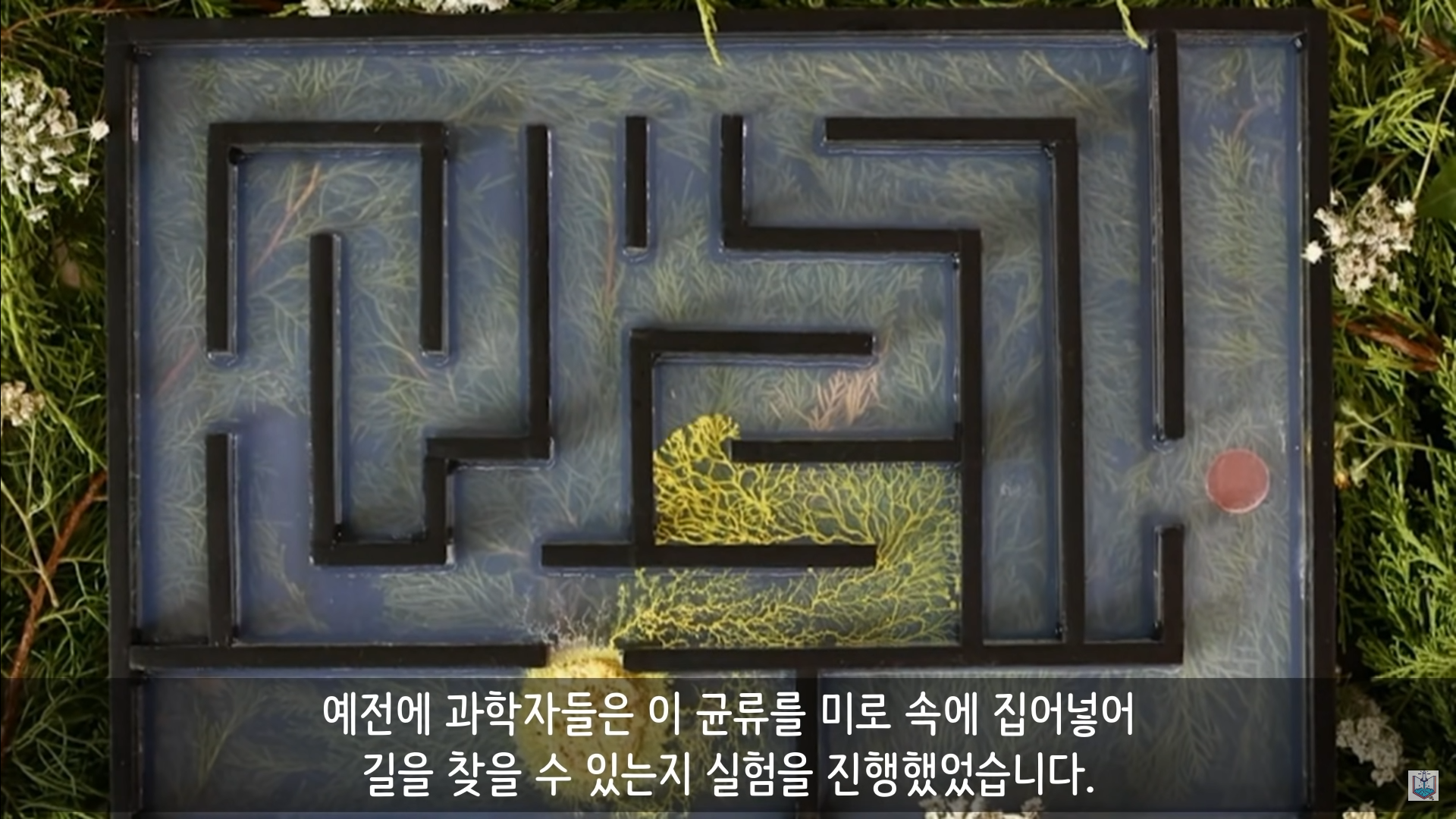 버섯이 단어와 문장을 사용해 서로 대화하고 있을지도 모른다고? | 인스티즈