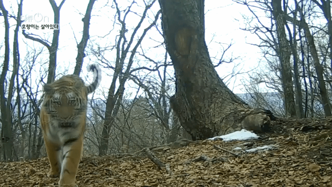 '절멸'의 '한국 호랑이'. 🐅 그 100년간의 이야기. -마지막- | 인스티즈