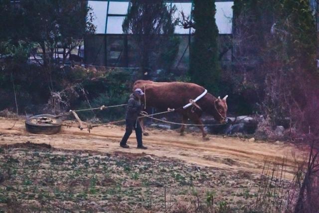 싸우기 싫은 소, 코뚜레로 끌어내고 채찍질···피와 침 흘릴 때까지 '학대' [영상] | 인스티즈