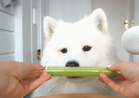 아스파라거스를 먹은 강아지 반응 gif | 인스티즈