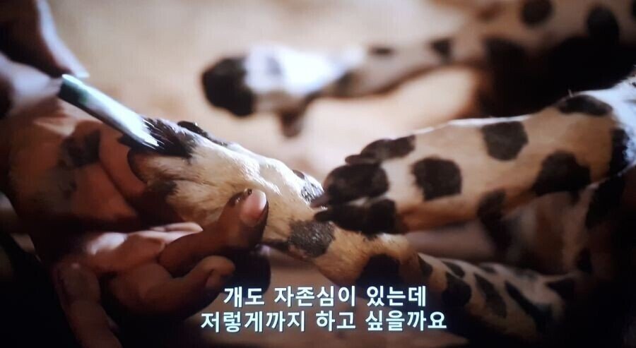 한 아프리카 부족의 댕댕이 지키는 방법.jpg | 인스티즈