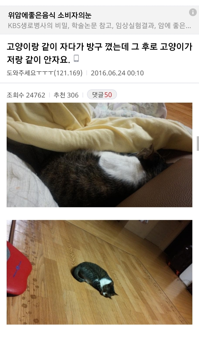 자다가 방구 꼈는데 그 후로 고양이가 저랑 같이 안자요(+후기) | 인스티즈