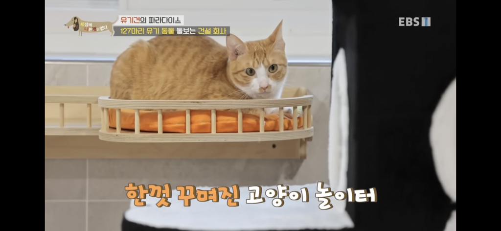 [세상에나쁜개는없다] 유기견의 파라다이스 | 인스티즈