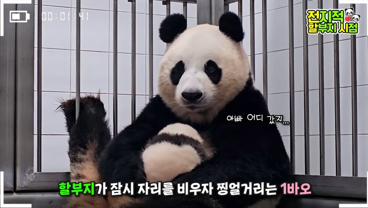 신기하게 국적(?)이 보이는 판다들 | 인스티즈