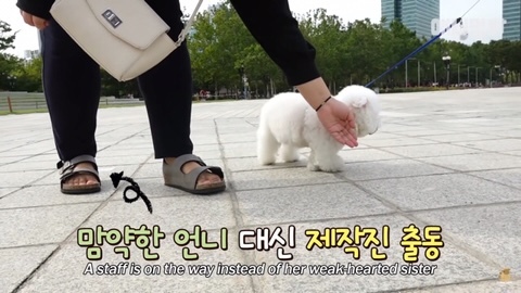 돌멩이를 물고 다니는 강아지 | 인스티즈