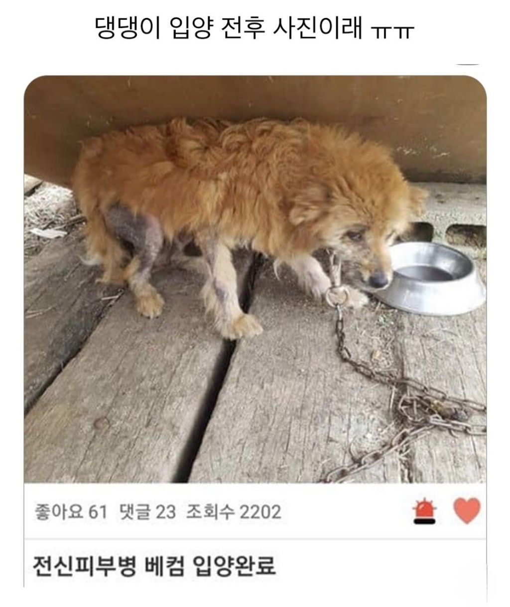 댕댕이 입양 전,후 사진 | 인스티즈