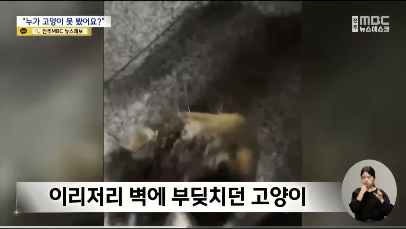 '눈먼 길고양이' 구조작전.. 훈훈한 쪽지 릴레이 | 인스티즈