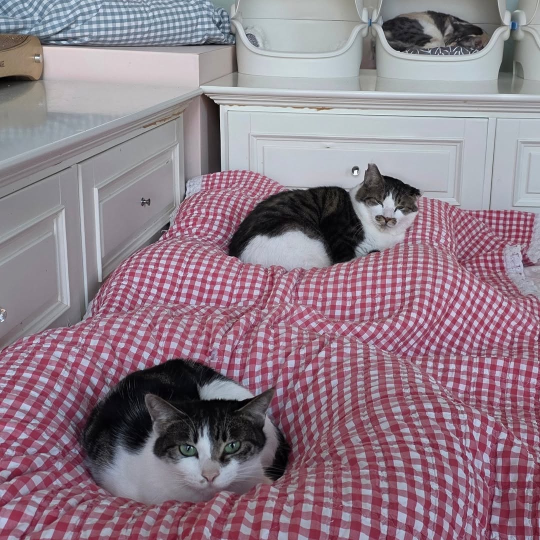 유기묘 보호소에 간식+사료 기부한 나폴리 맛피아 | 인스티즈