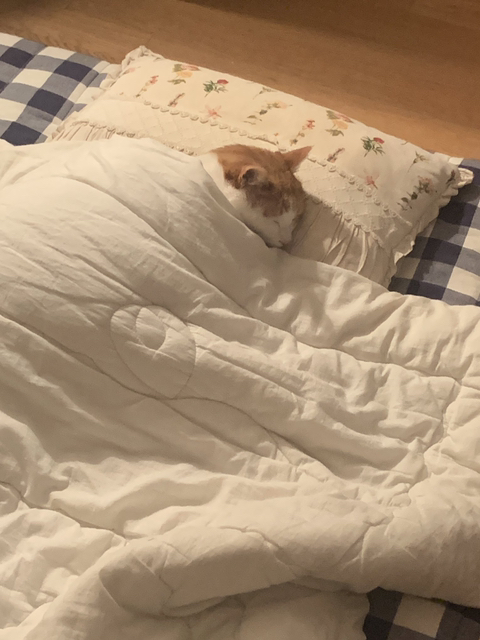 집사야 내 이불 깔아준거냥?? | 인스티즈