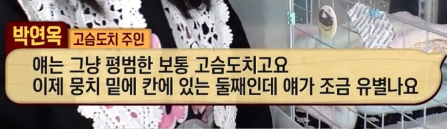 따봉고슴도치 휴지심 좋아도치 | 인스티즈