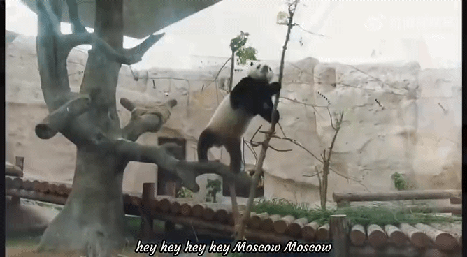 신기하게 국적(?)이 보이는 판다들 | 인스티즈