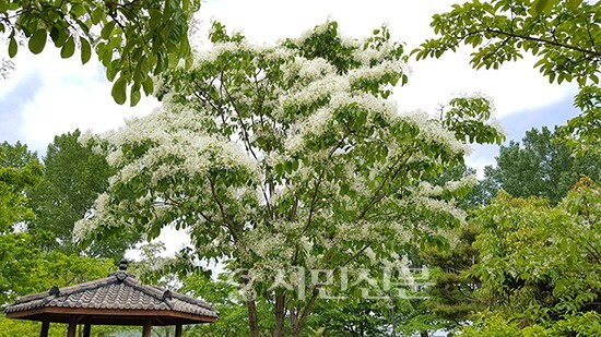 "이팝나무는 꽃가루가 날리지 않아요” | 인스티즈