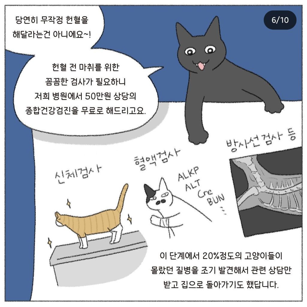 🐱💉고양이도 헌혈을 한다고? | 인스티즈