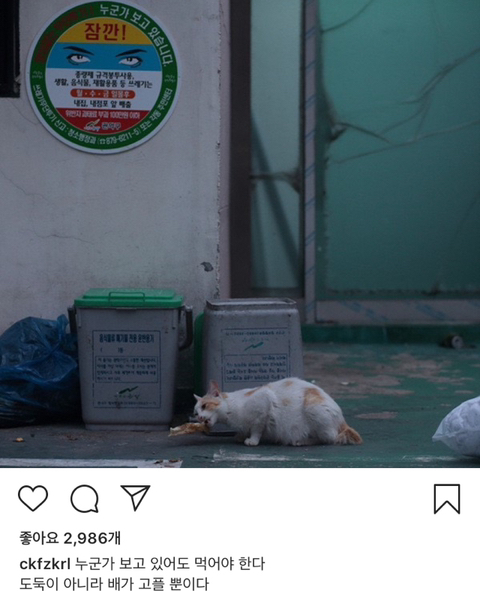 길에서 살아가는 고양이들 모습을 담은 인스타 | 인스티즈