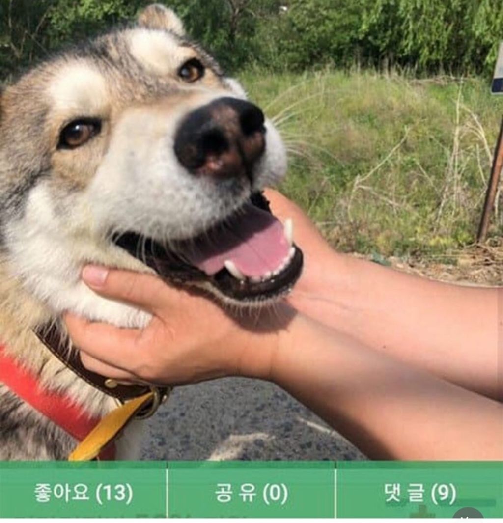 댕댕이 입양 전,후 사진 | 인스티즈