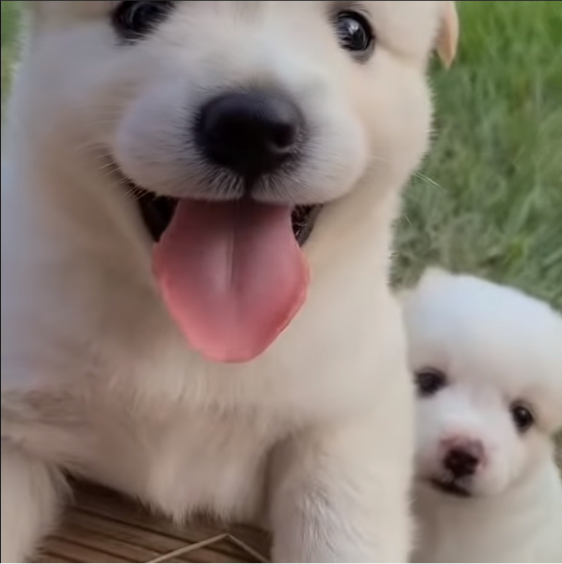 아기북극곰같은 새끼강아지 | 인스티즈