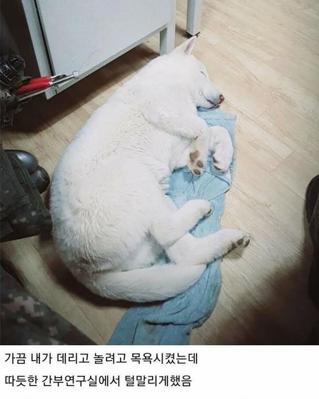 군부대에 들어와 살기 시작한 멍구 | 인스티즈