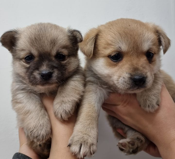 (공지라니... ++추가)새로생긴 회사 복지.. 미쳐서 도저히 일을 못하겠네.. (추가....)++추가 | 인스티즈