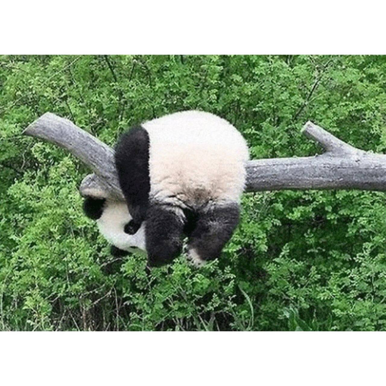 아기 판다🐼들이 평평한 나무를 보면 자주 하는 자세 | 인스티즈