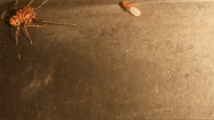 신기한 거미들 | 인스티즈