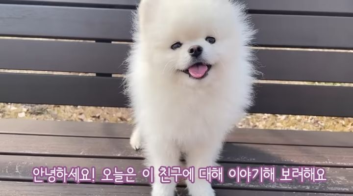 강아지가 두번이나 파양된 충격적인 이유.jpg | 인스티즈