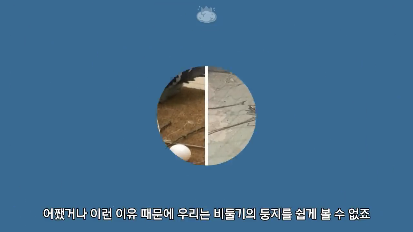 거리에 비둘기가 이렇게 많은데 왜 새끼 비둘기는 안 보일까? | 인스티즈