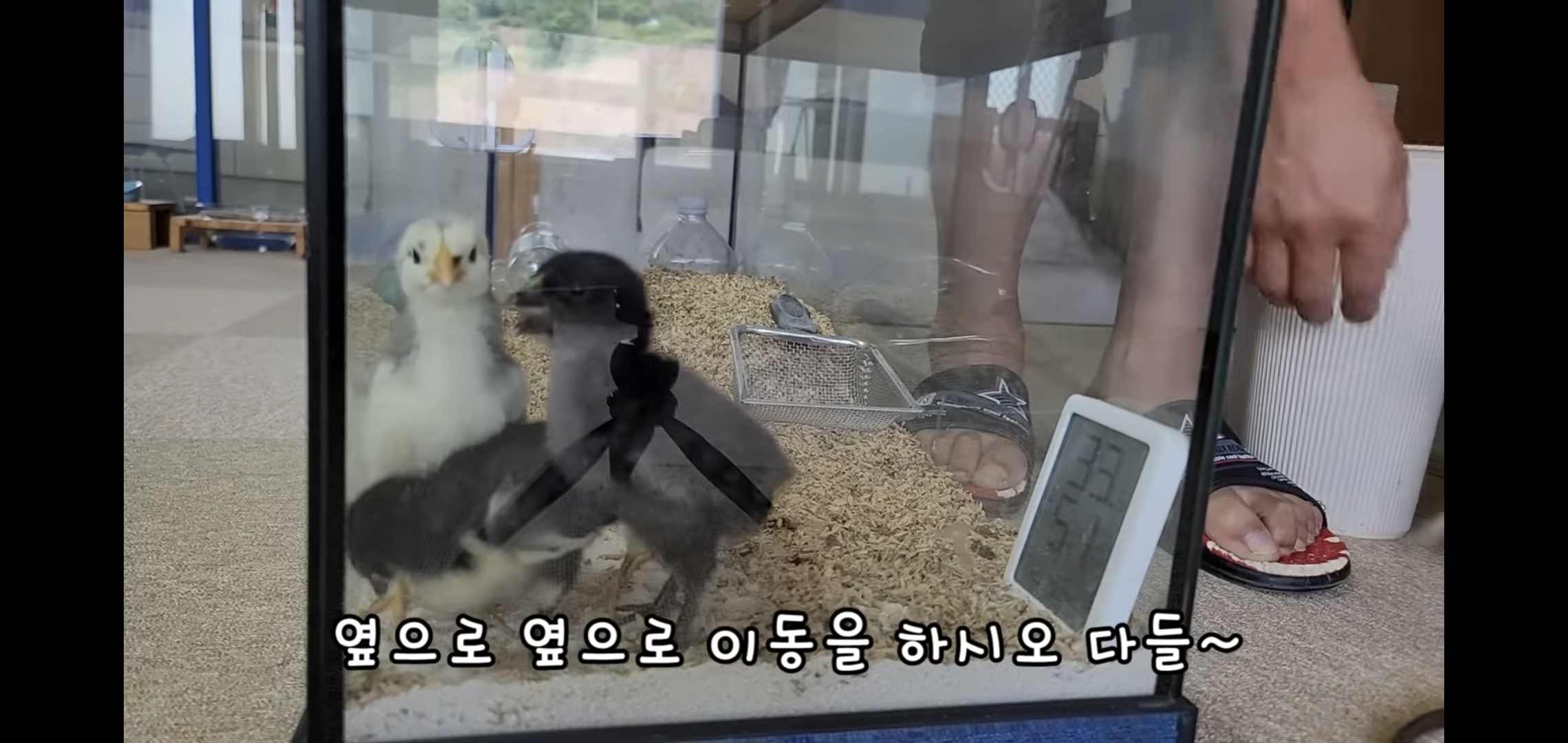 오늘자 폭력적이고 불쌍한 영상 올린 유튜버 매탈남.jpg | 인스티즈