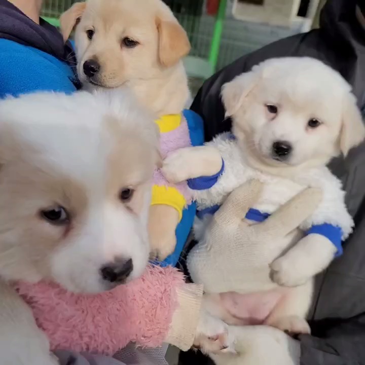 (입양처 구함/10kg 미만) 너무 예뻐서 돌아버리겠는 꼬물이 3자매들 | 인스티즈