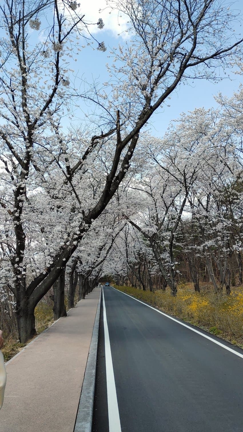 실시간 경주 벚꽃 | 인스티즈