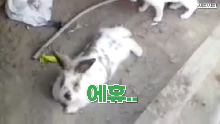 창고밑에 갇힌 고양이를 구하려는 토끼 | 인스티즈