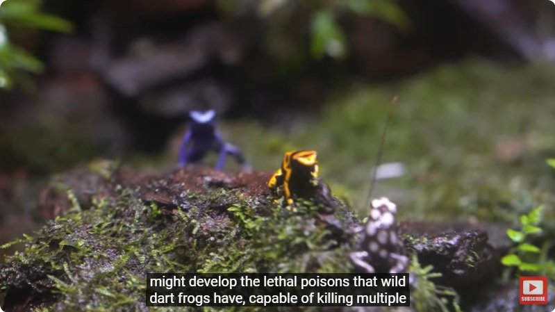 거대한 수조에 열대우림 환경을 조성해놓으면 생기는 일 - 4 | 인스티즈