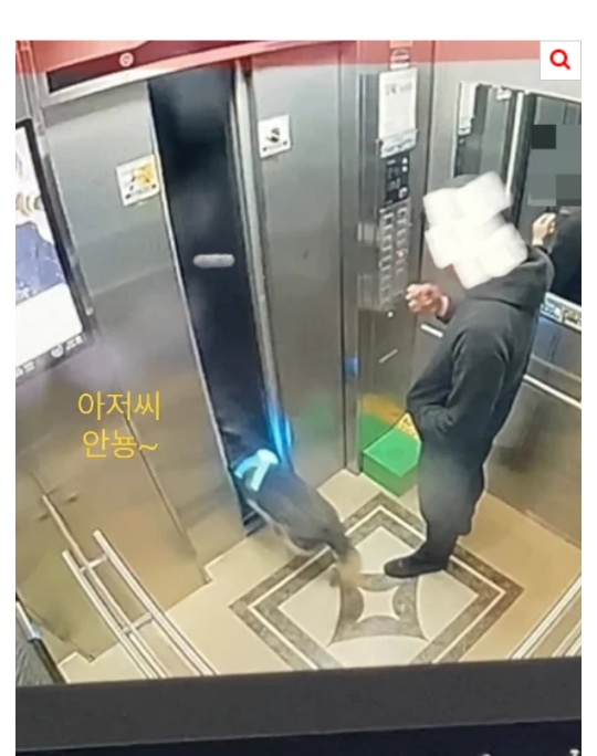 [네이트] 개가 혼자 엘리베이터 타고 집까지 찾아옴 | 인스티즈