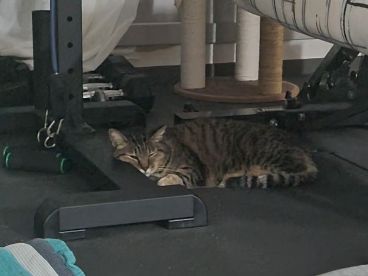 주차장에 버려진 고양이 | 인스티즈